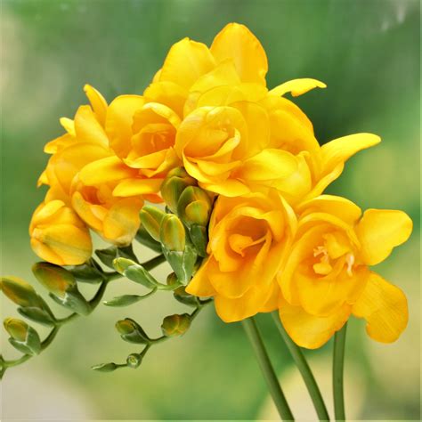 Freesia .
